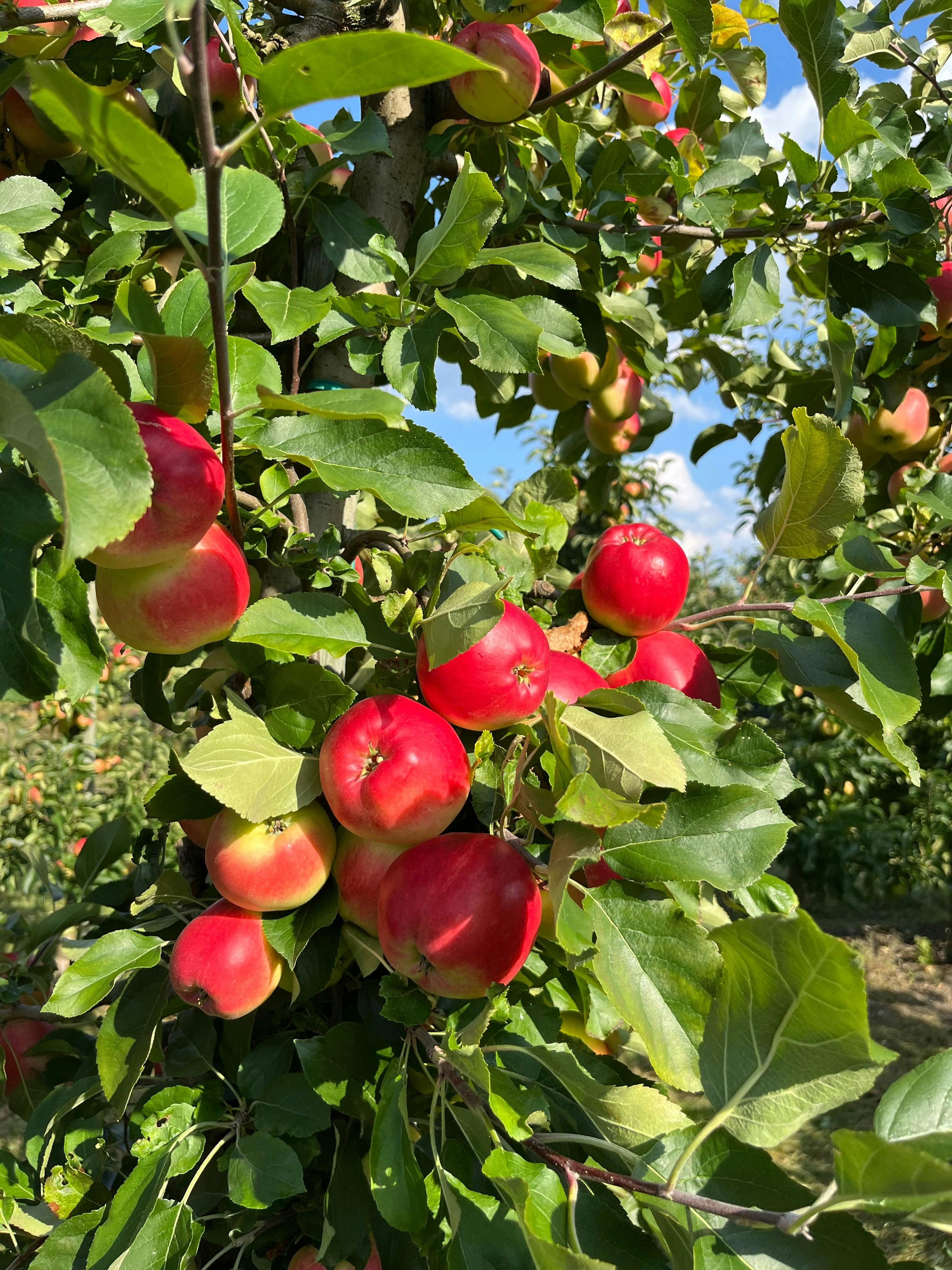 Äpple - Sunrise 1 kg