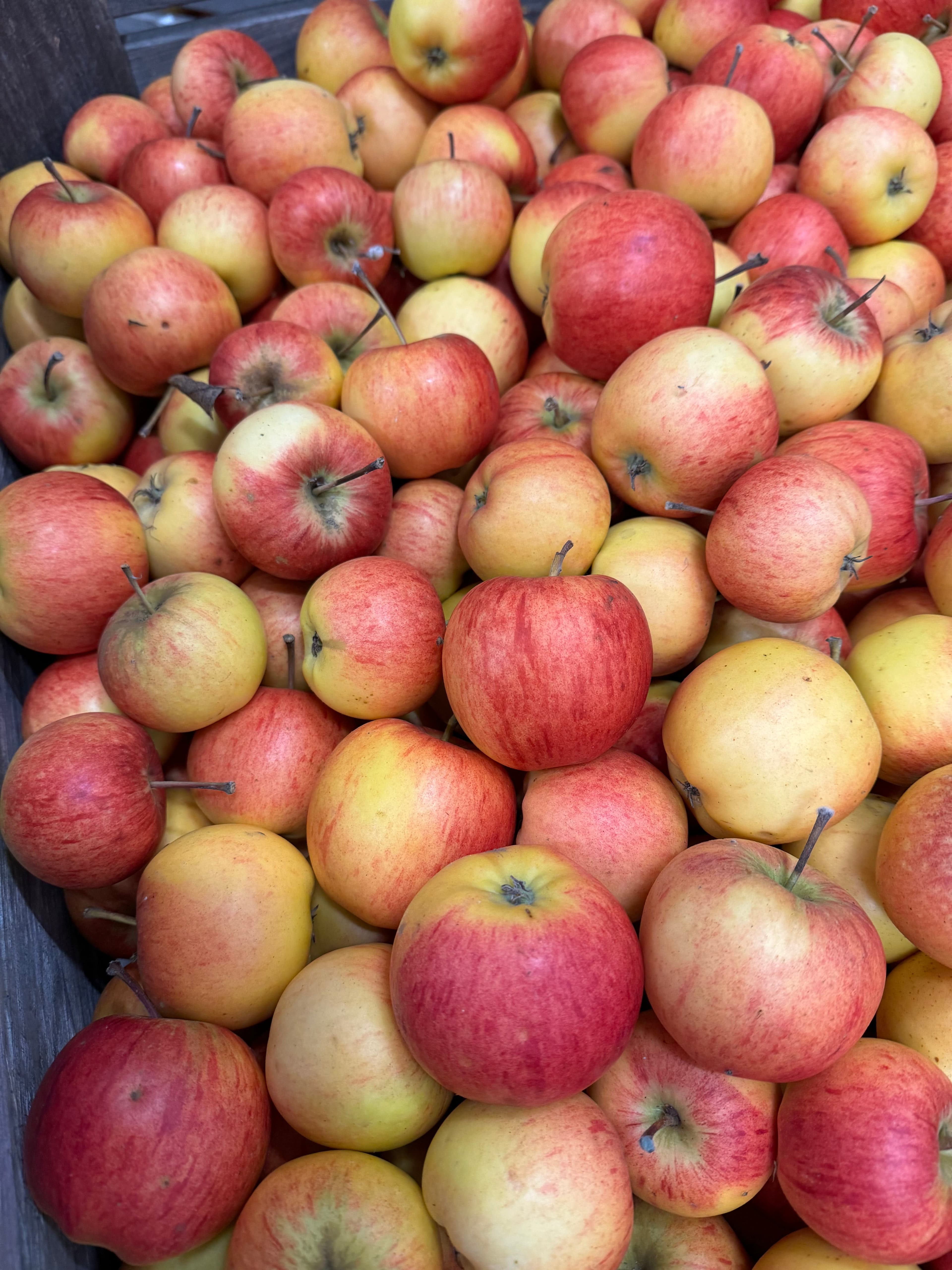 Äpple - Rubinola 1kg - IMG_1338