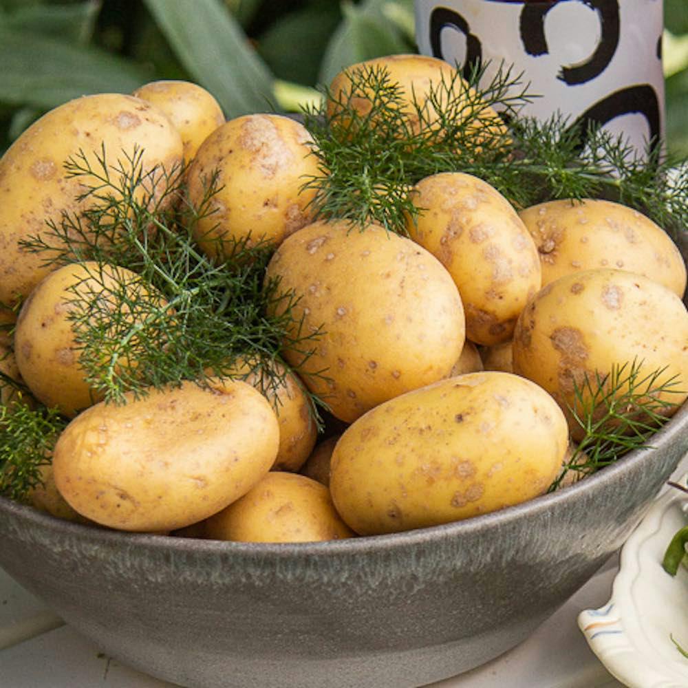 Färskpotatis - 1kg - farskpotatis_165a5c85-6cbb-4304-aeab-c3ae34803411