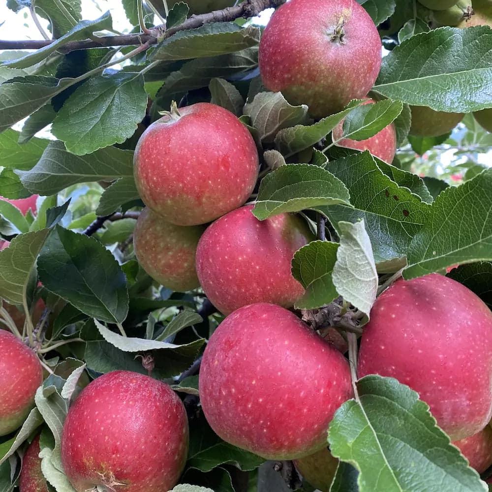 Äpple - Ingrid-Marie 1kg