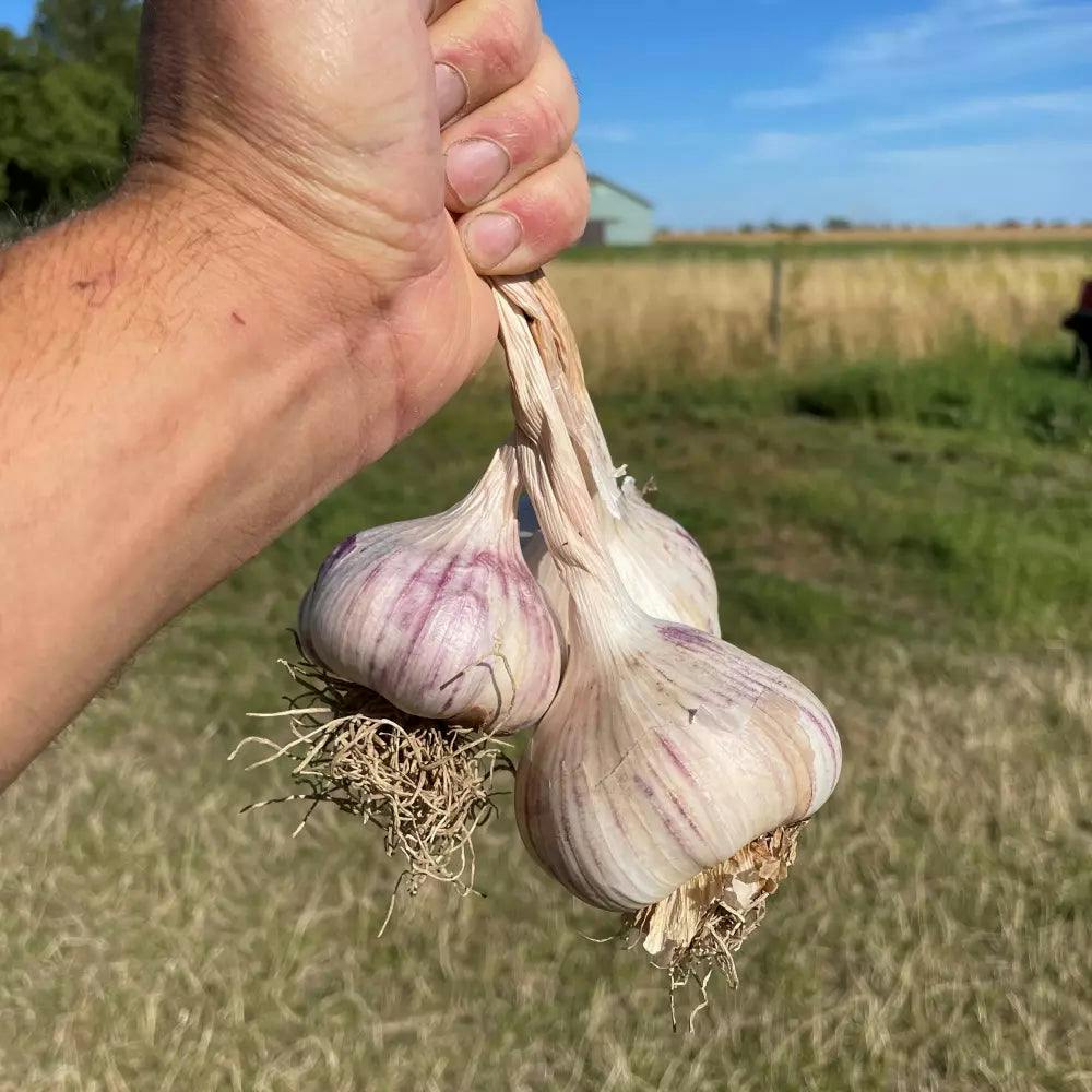 Vitlök från lokal gård.