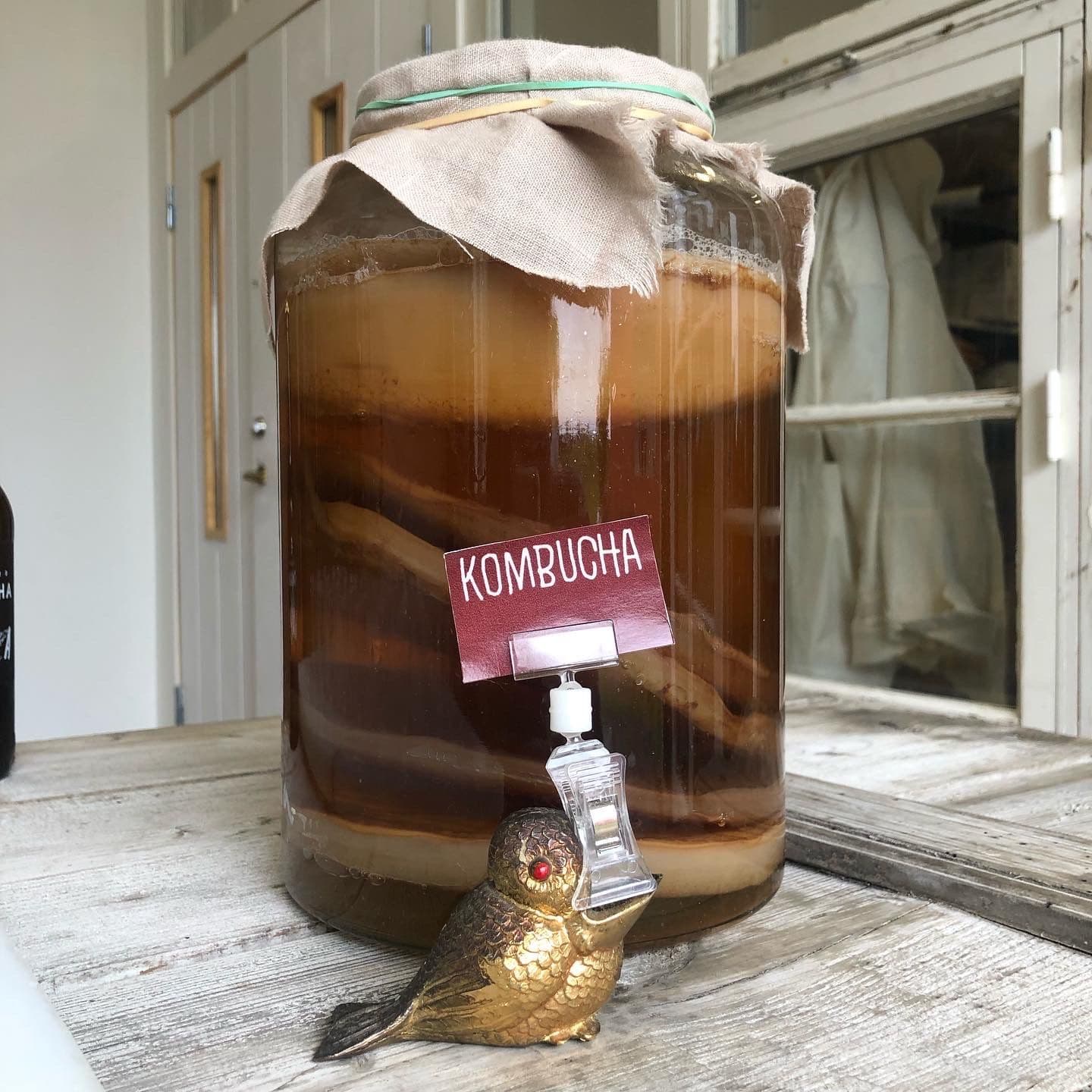 Kombucha i skål