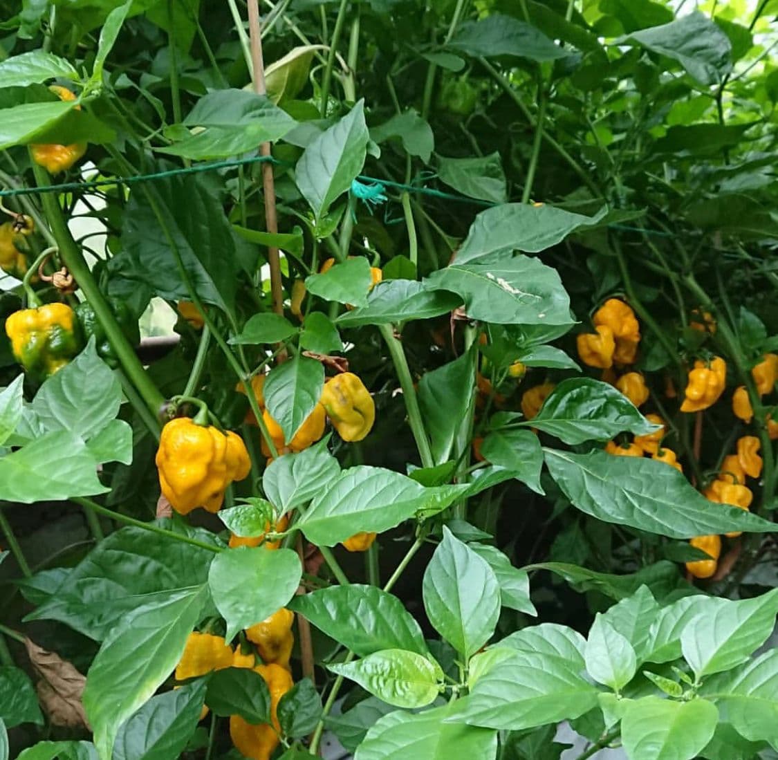 Gurka habanero