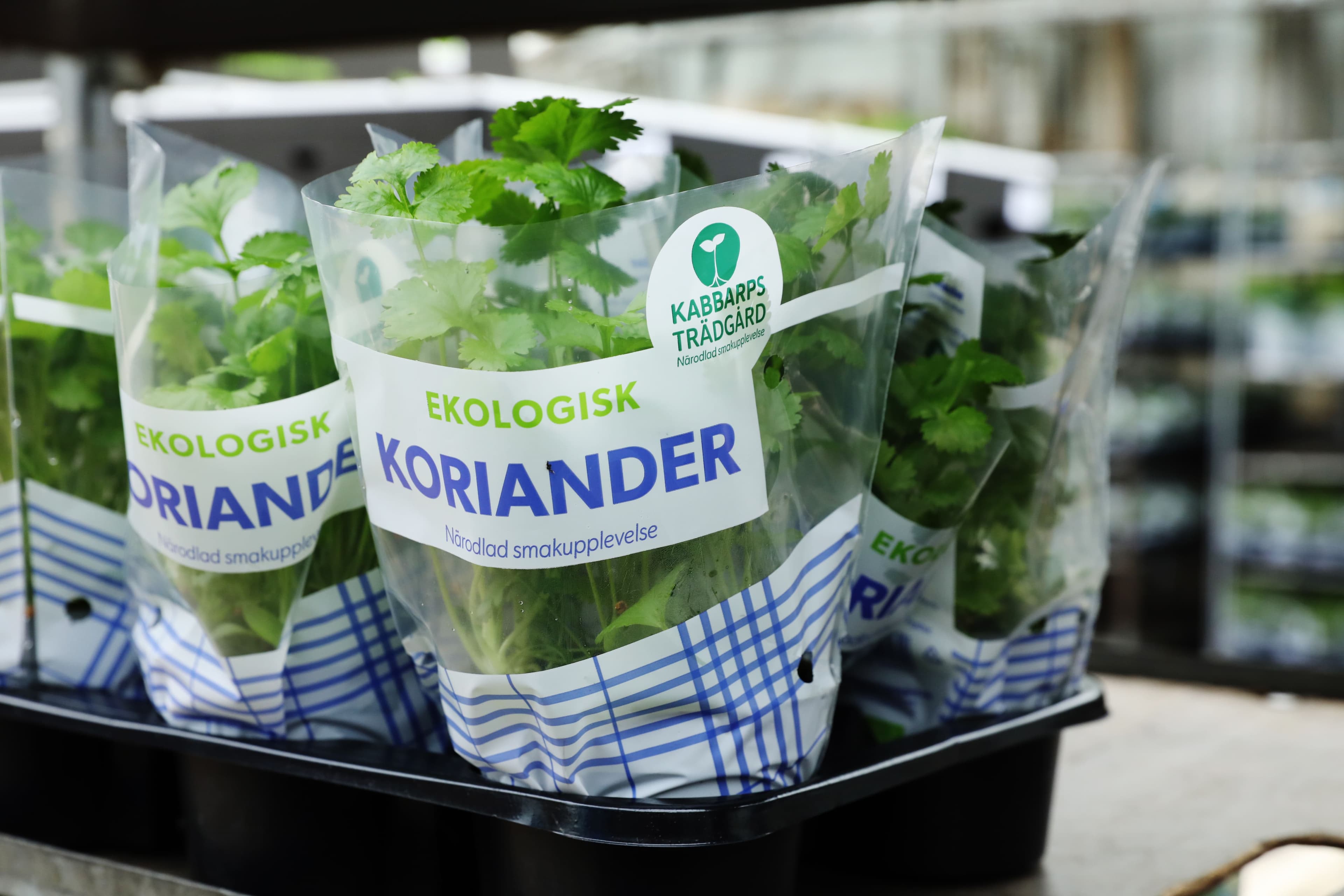 Ugnsrostad blomkål med chimichurri - superenkelt recept