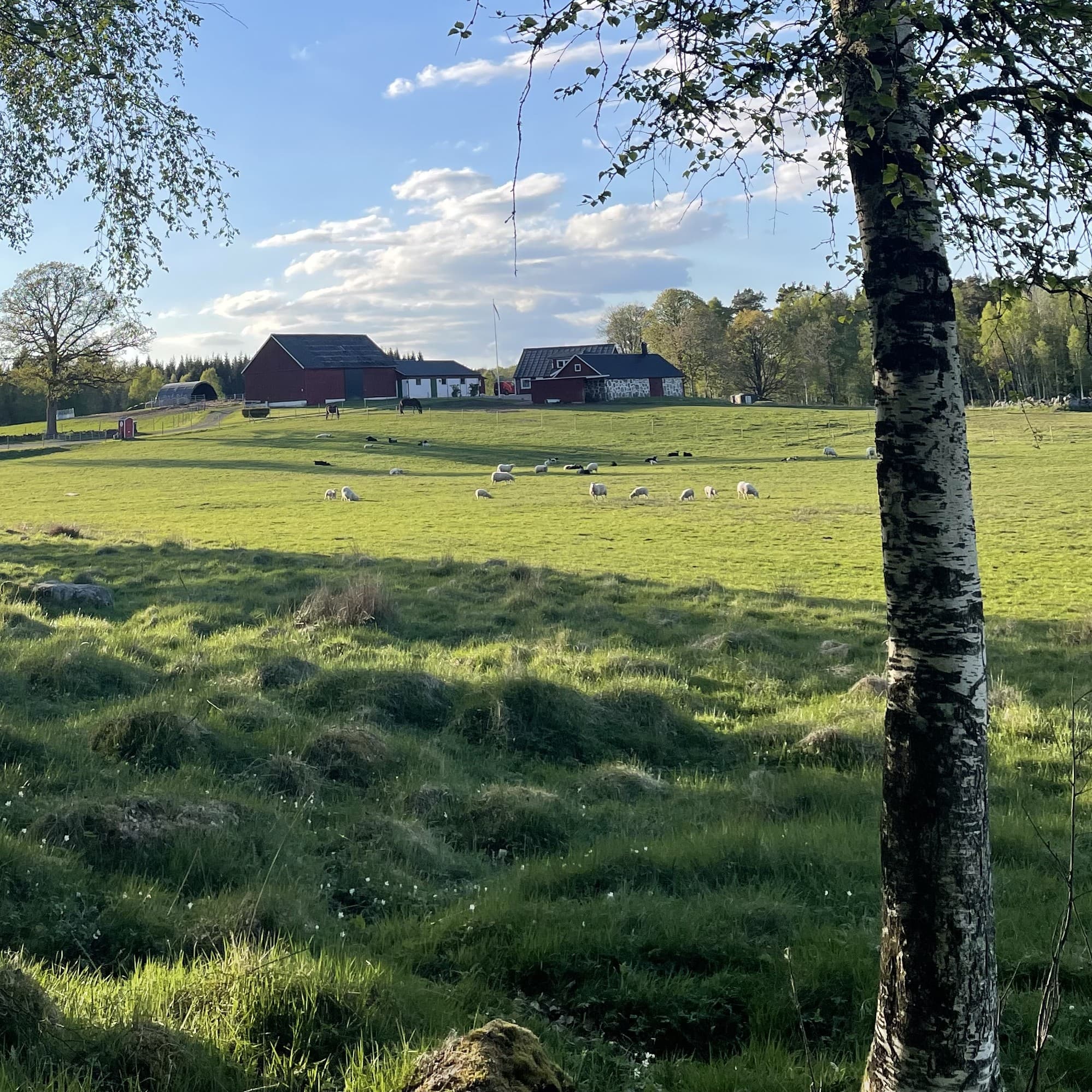 Träd ut mot fälten