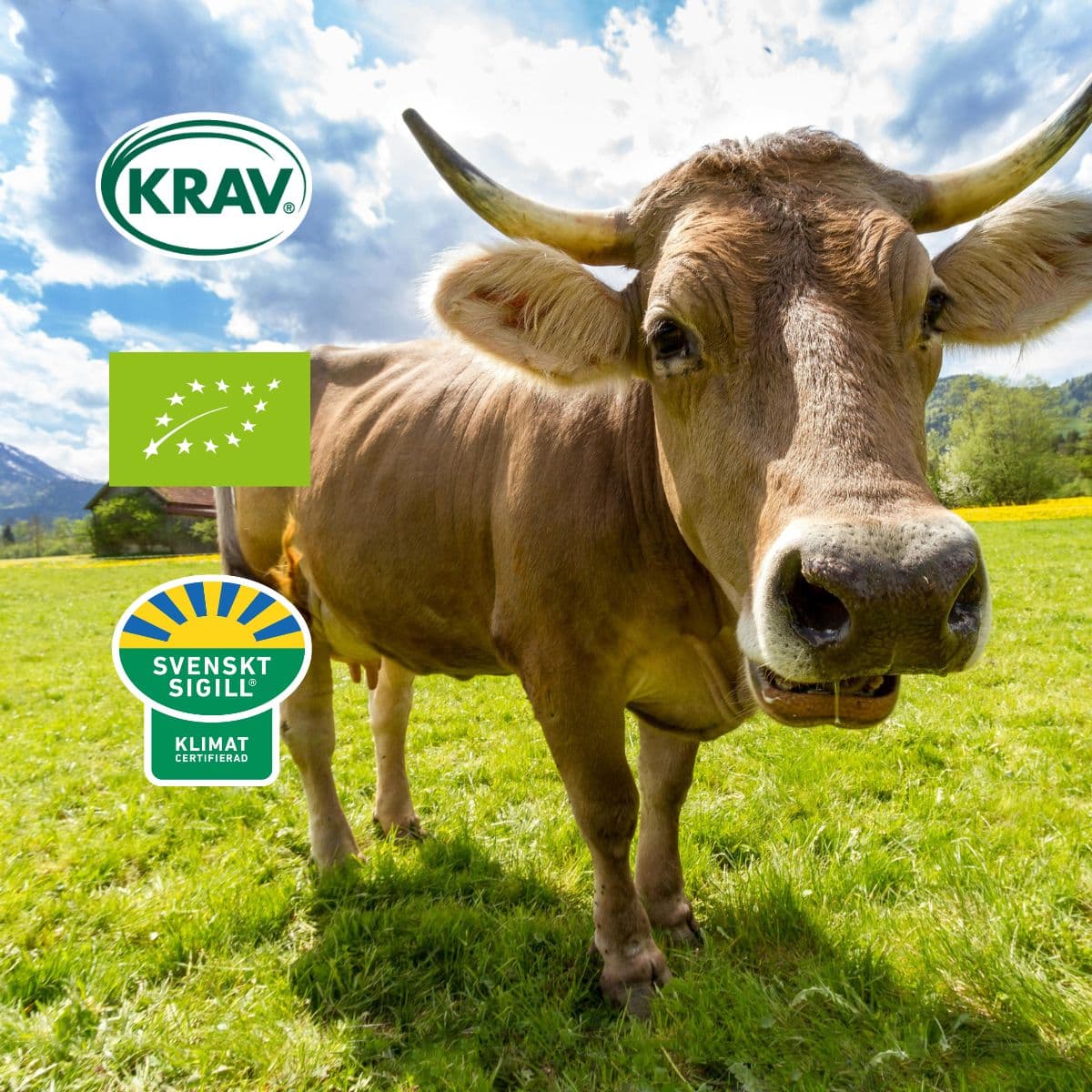 Alla märken på matförpackningen – vad betyder de och varför spelar det roll?