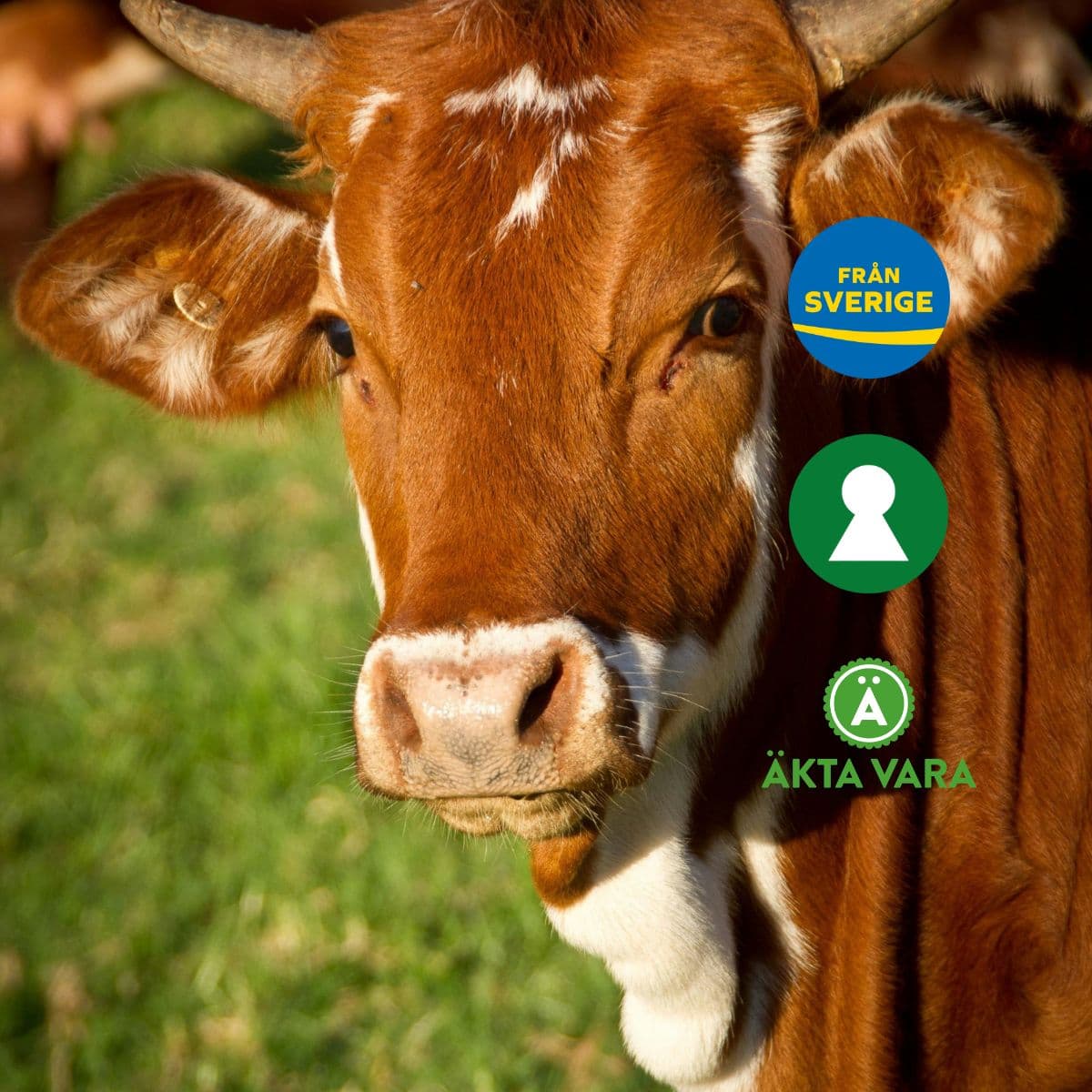 Ko på grön äng med svenska certifieringsmärkningar –  Äkta vara, Nyckelhålet och Från Sverige.