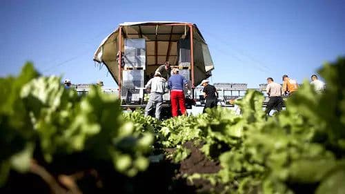 Bjud Grönsaker bild 1