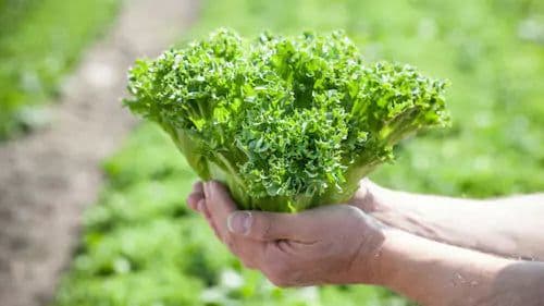 Bjud Grönsaker bild 3