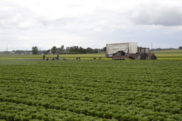 Bjud Grönsaker bild 6