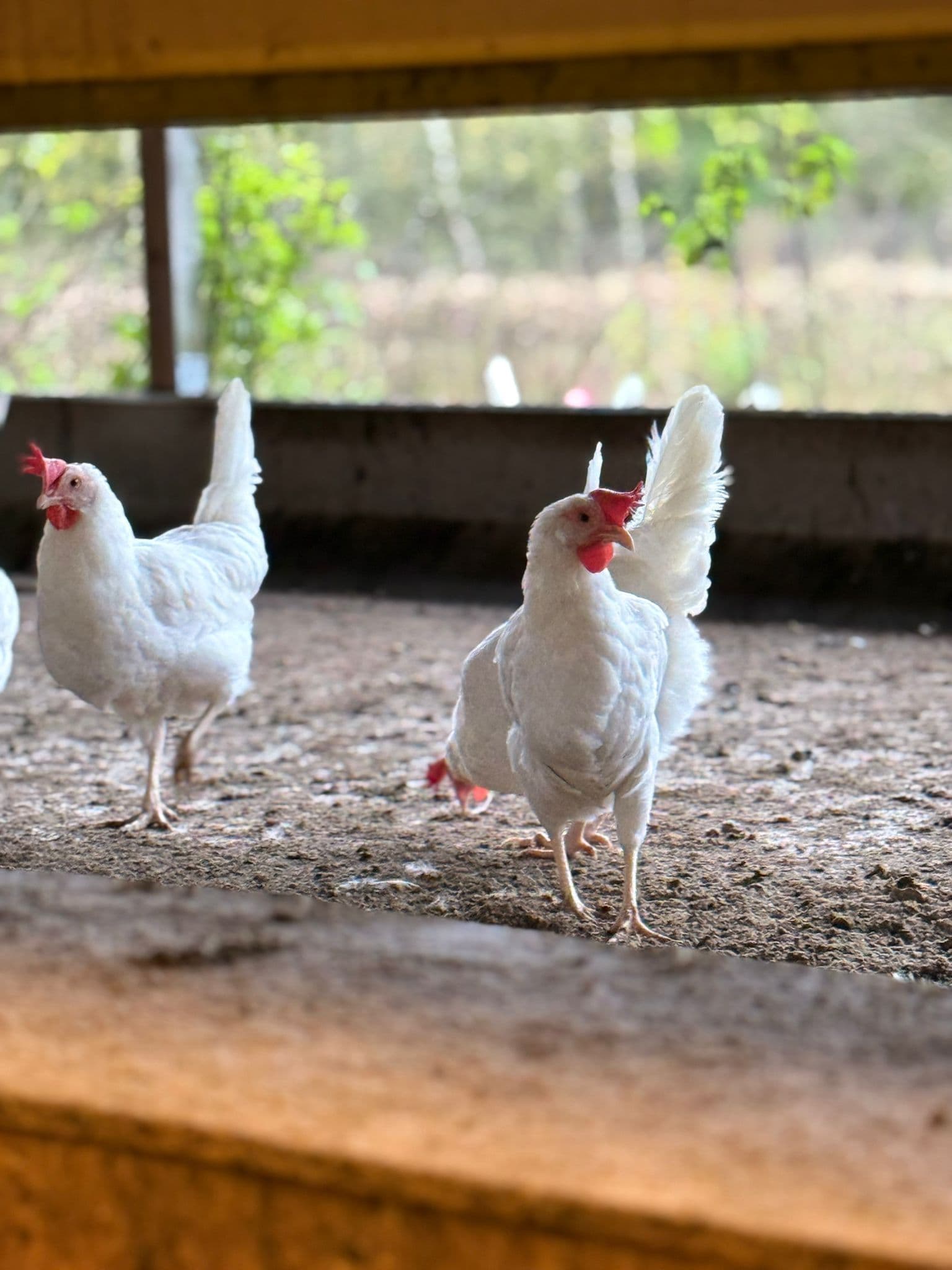 Direkt från bonden bild 3