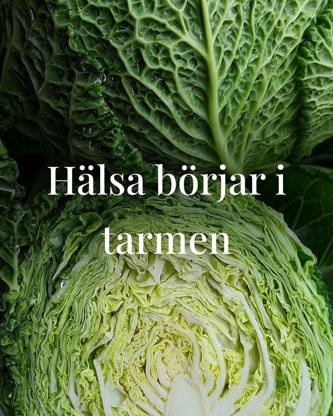 Dysbios – när tarmfloran är i obalans!