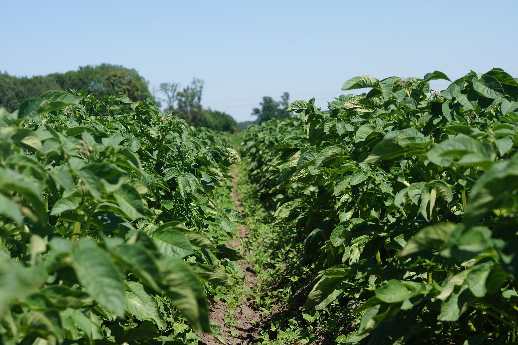 PotatisFält_greenfries