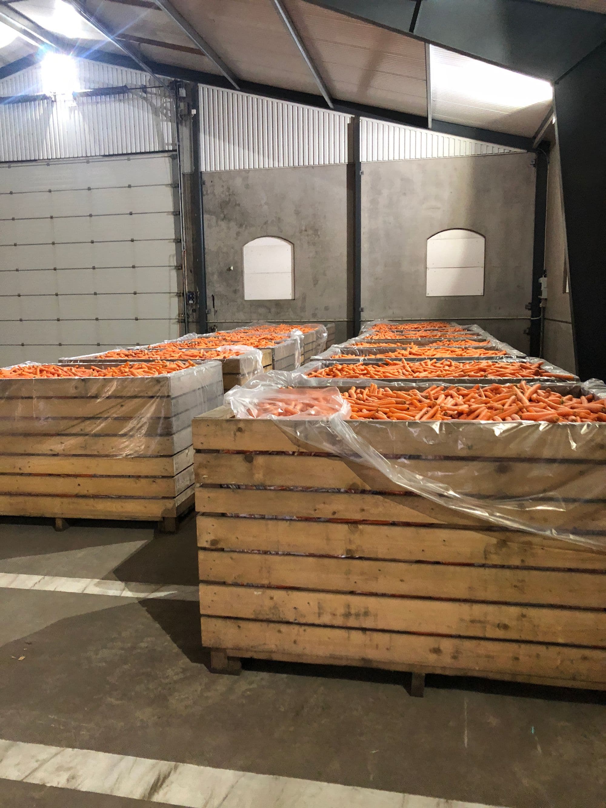 Möllegårdens morötter bild 3