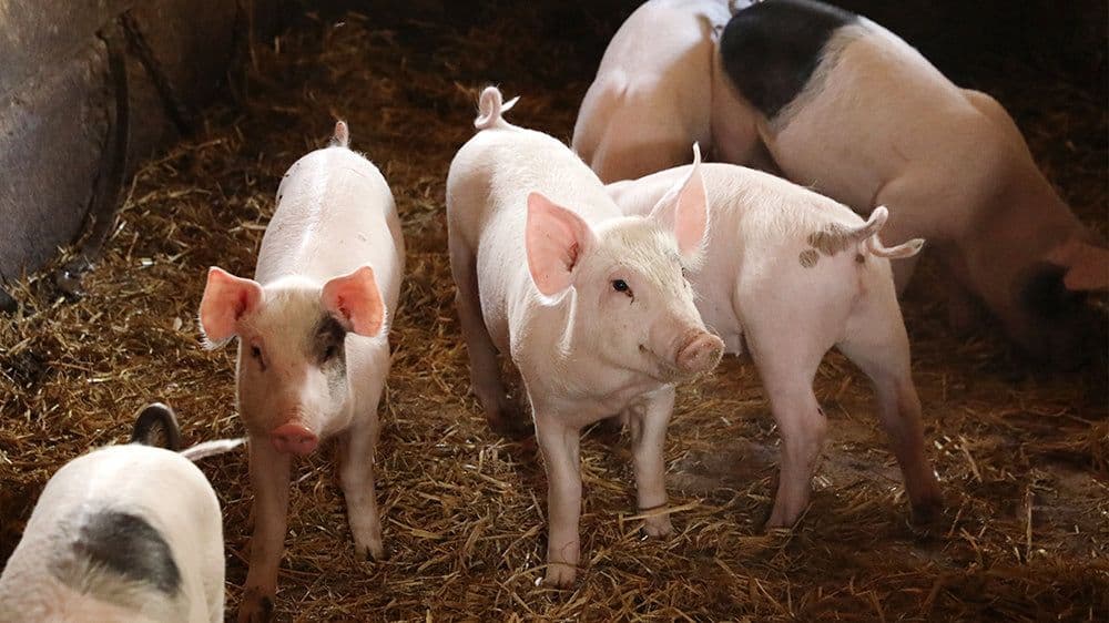 Sannakulla Lantgård bild 2