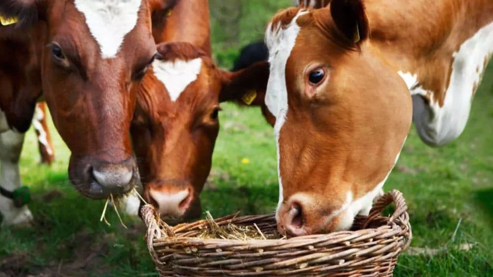 Skånemejerier bild 1