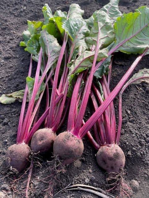 Rödbetor