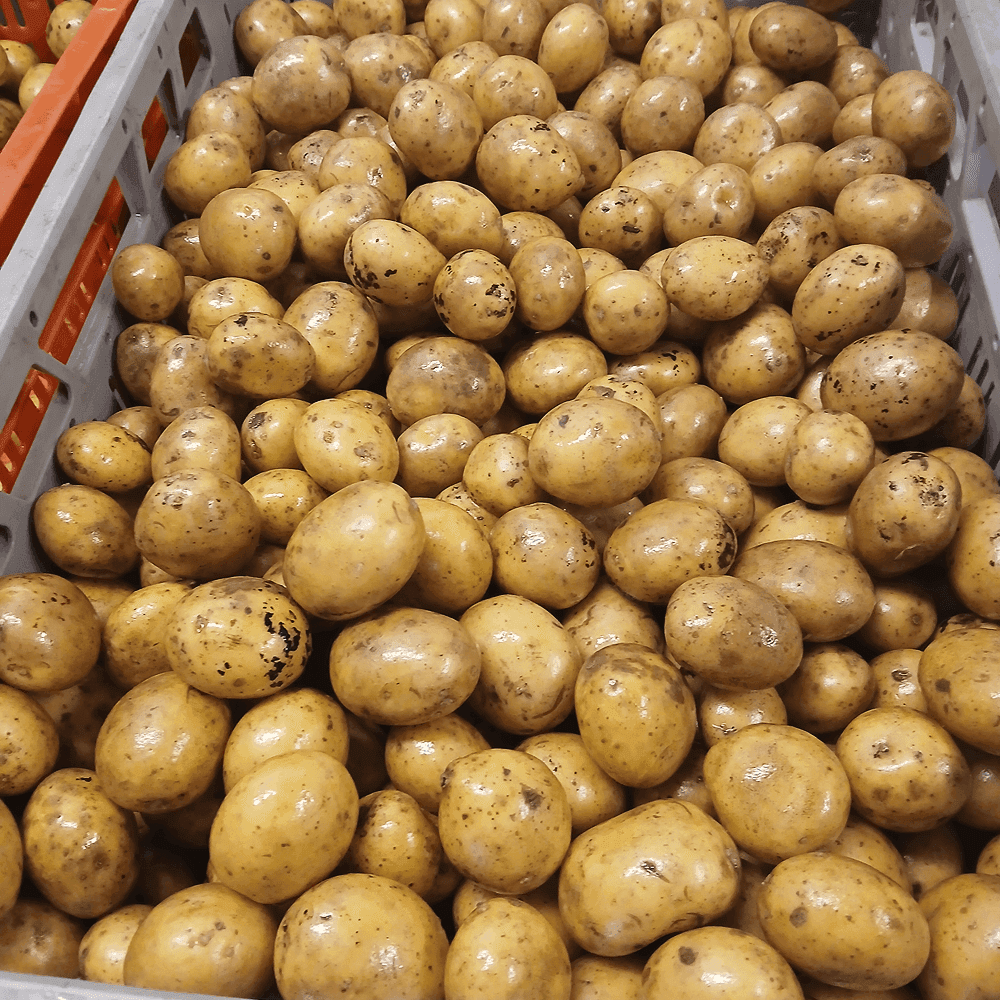 Kulpotatis fast - 1kg KRAV