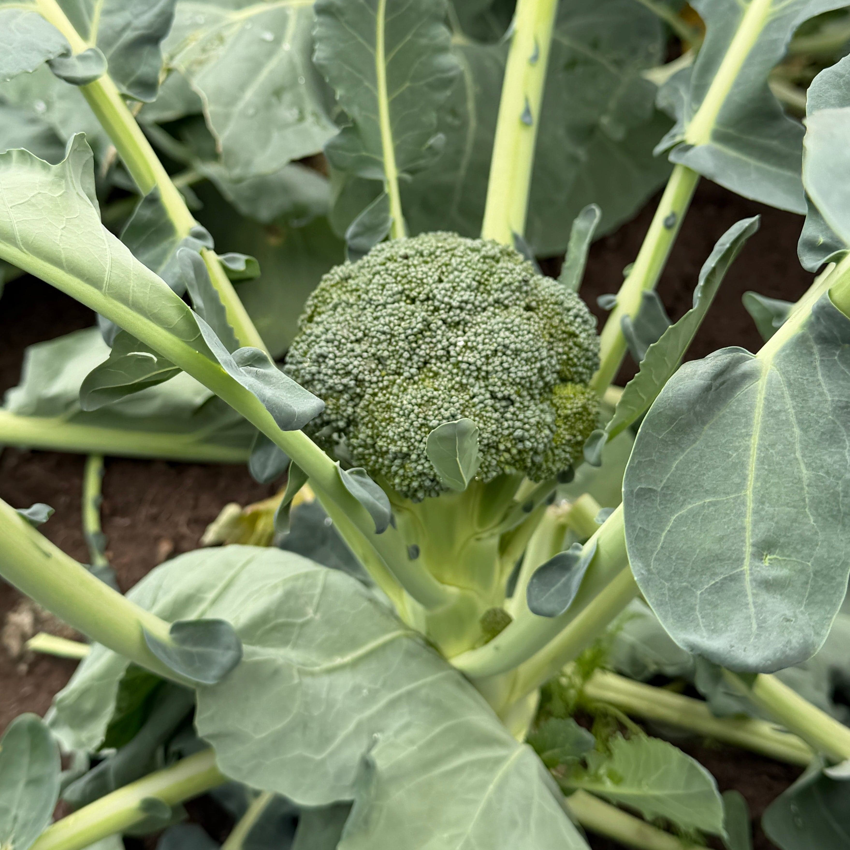Broccoli KRAV