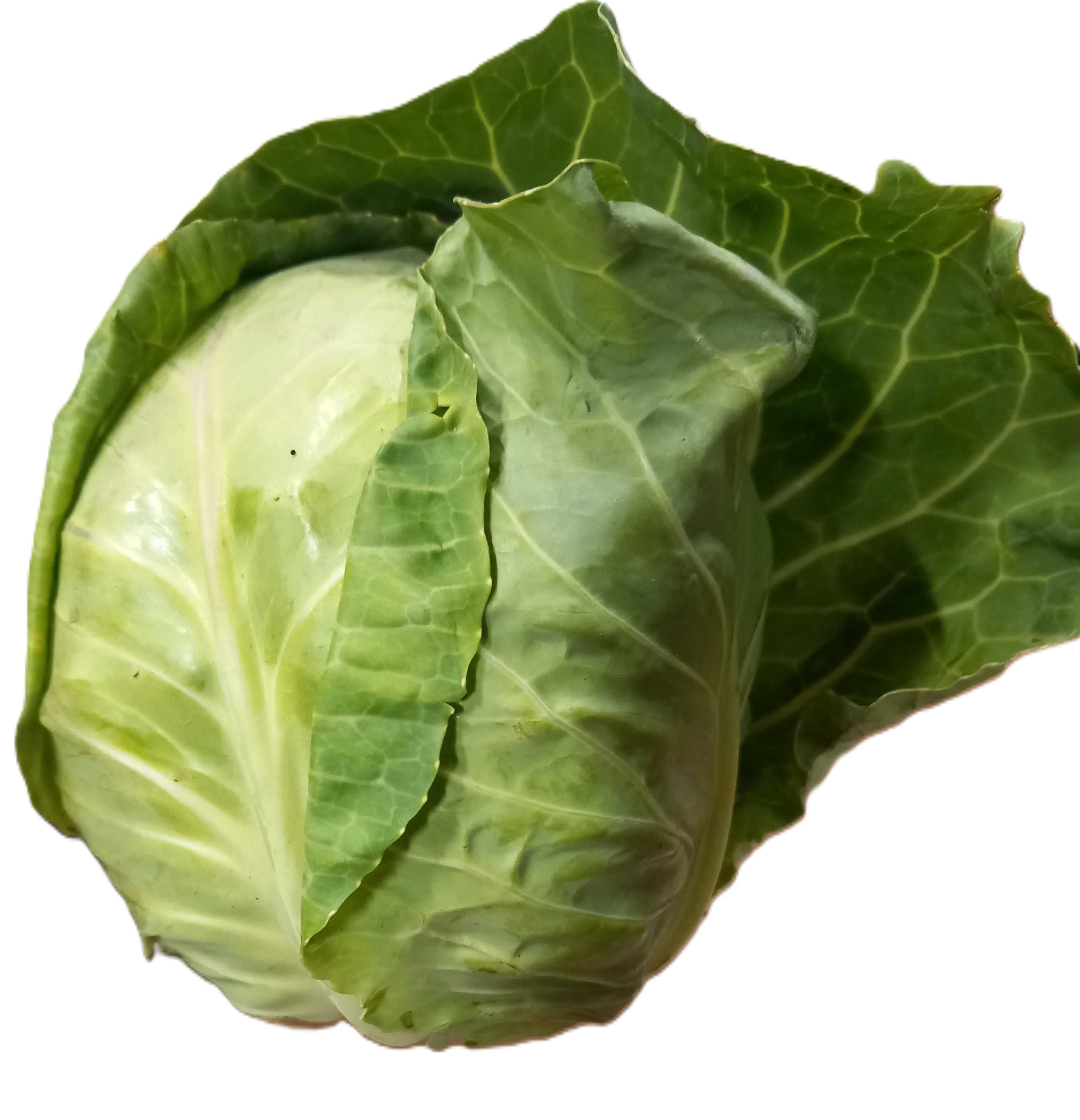 Vitkål ca 1kg - KRAV