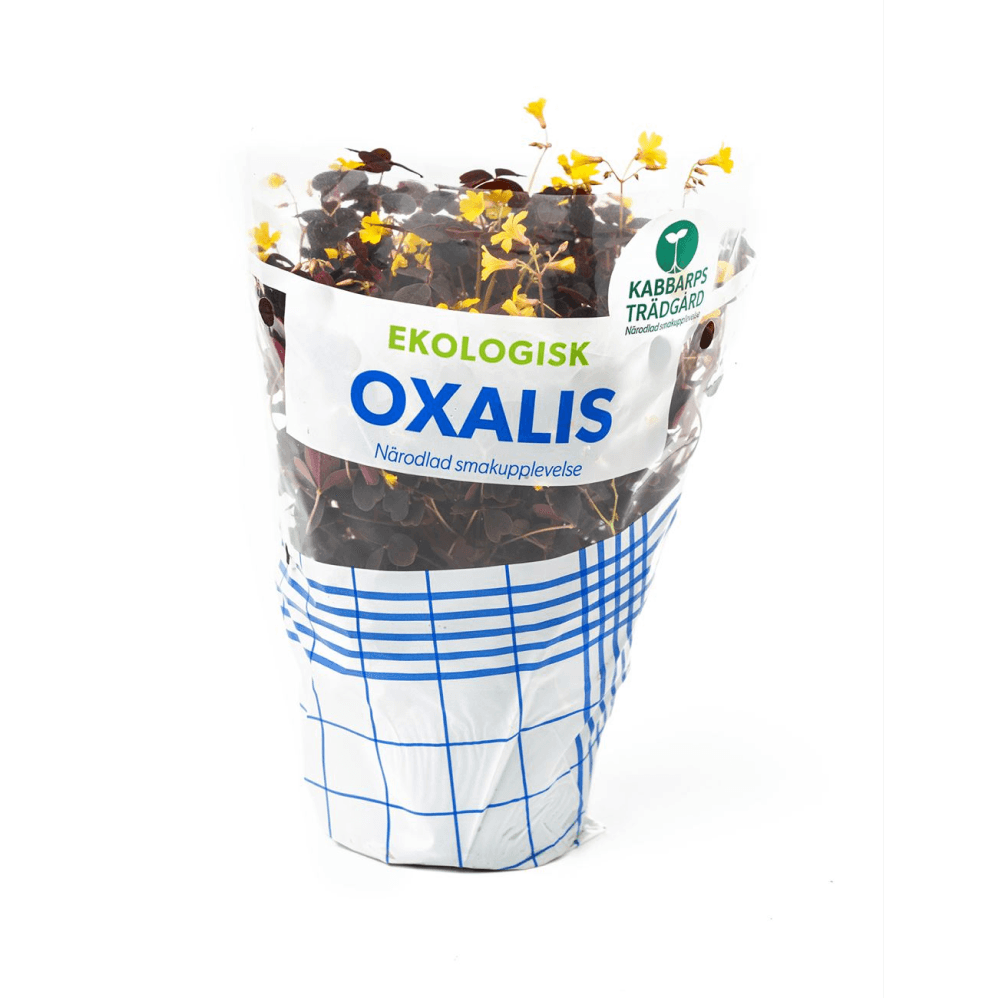 Oxalis EKO