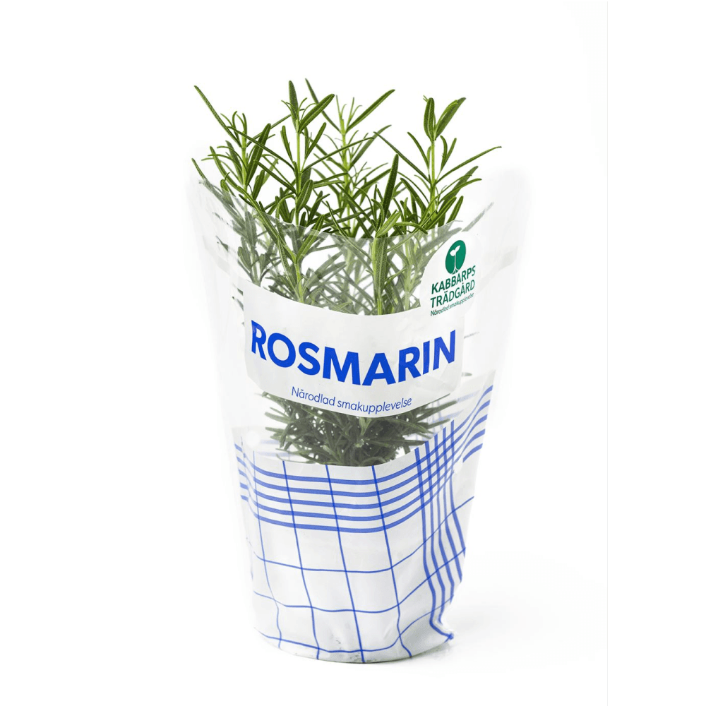 Rosmarin EKO