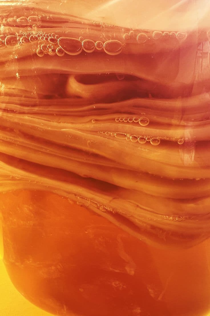 Kombucha Scoby