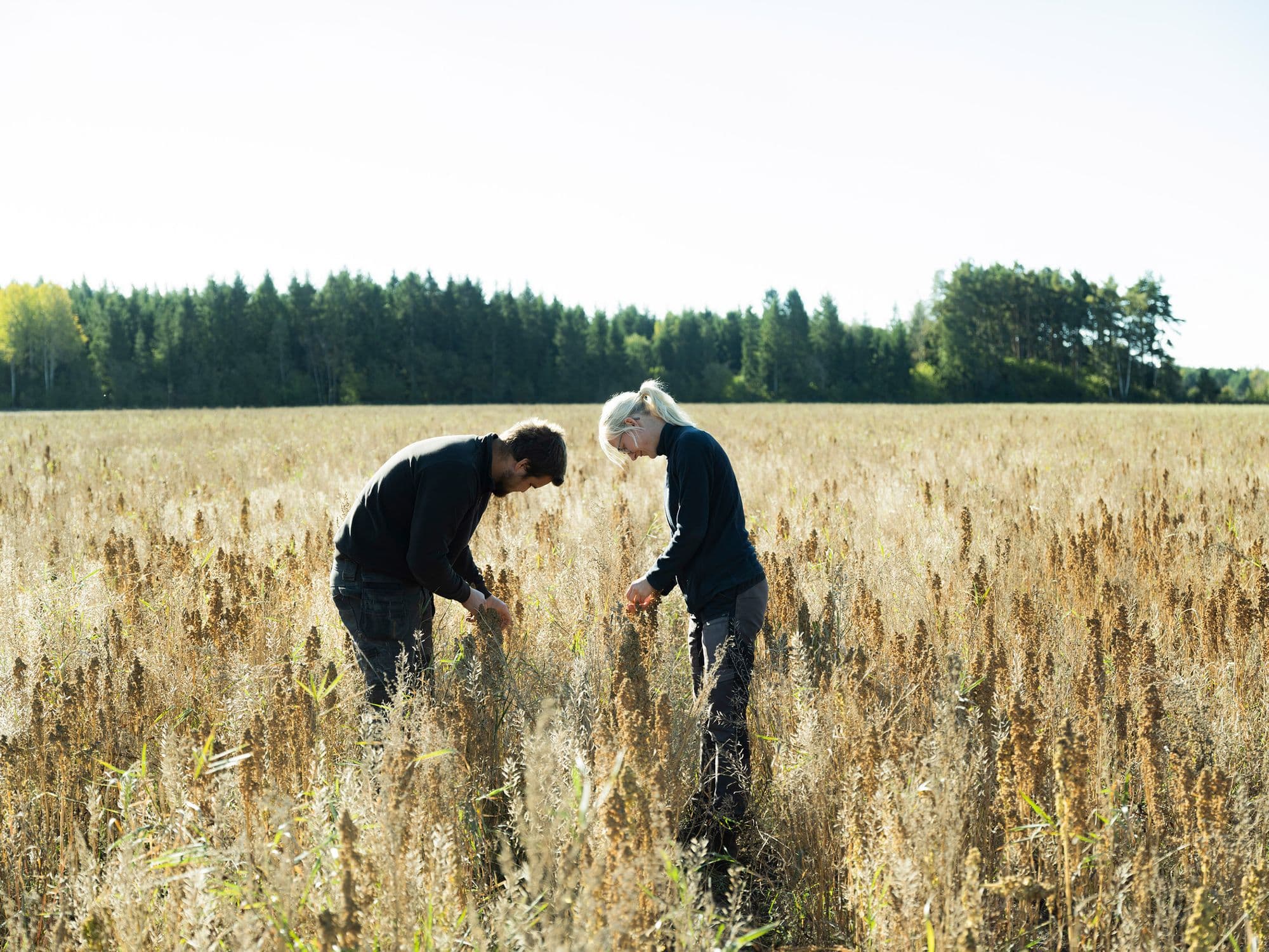 Frida & Joel i ett Quinoa fält på Gotland