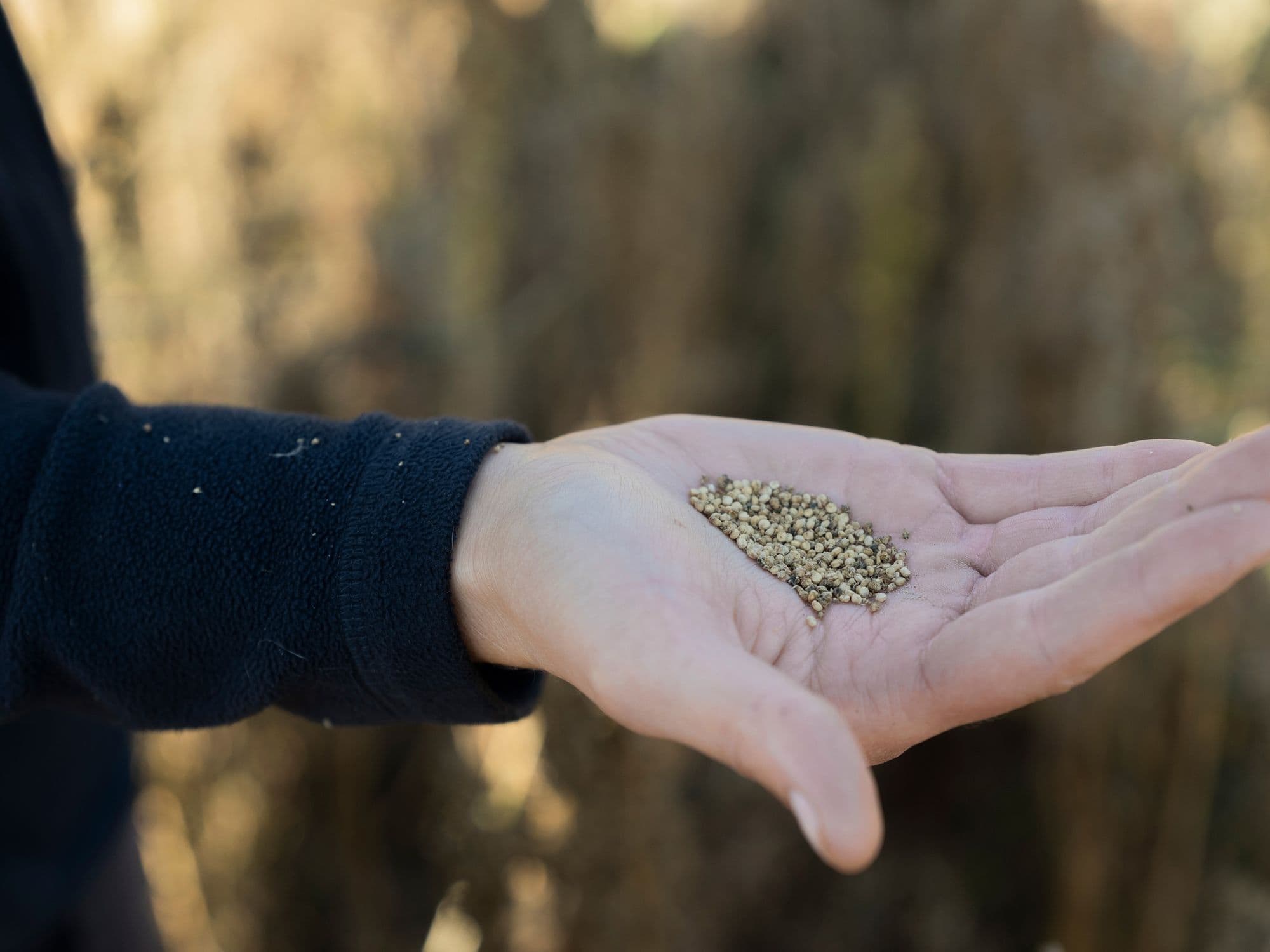 Joel håller Gotländska Quinoa frön i sin hand