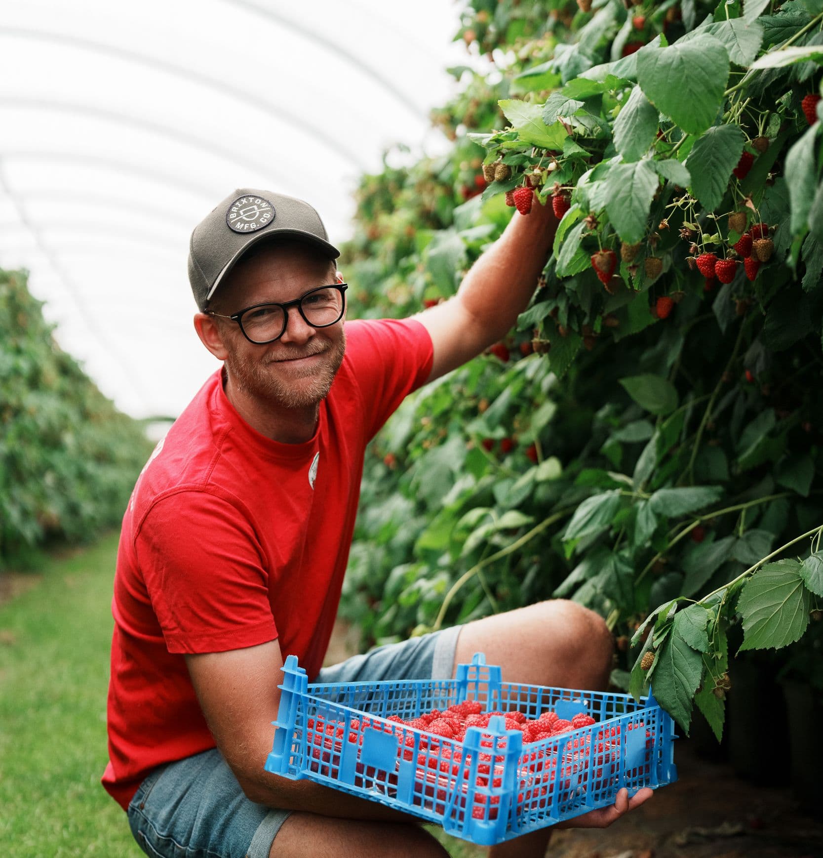 Hallongården man som plockar hallon med en back hallon i handen