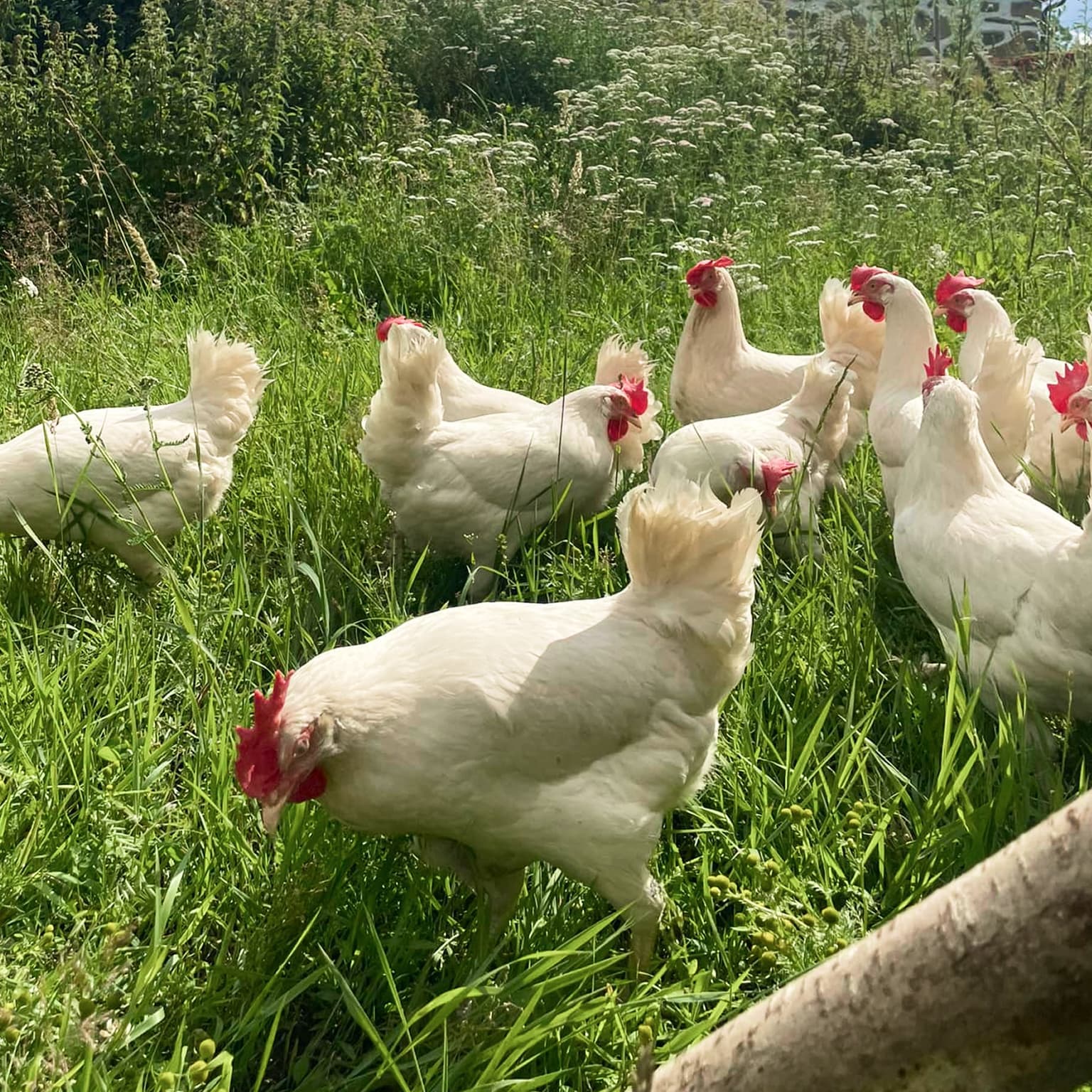 Grönbetesägg 30-pack storlek S