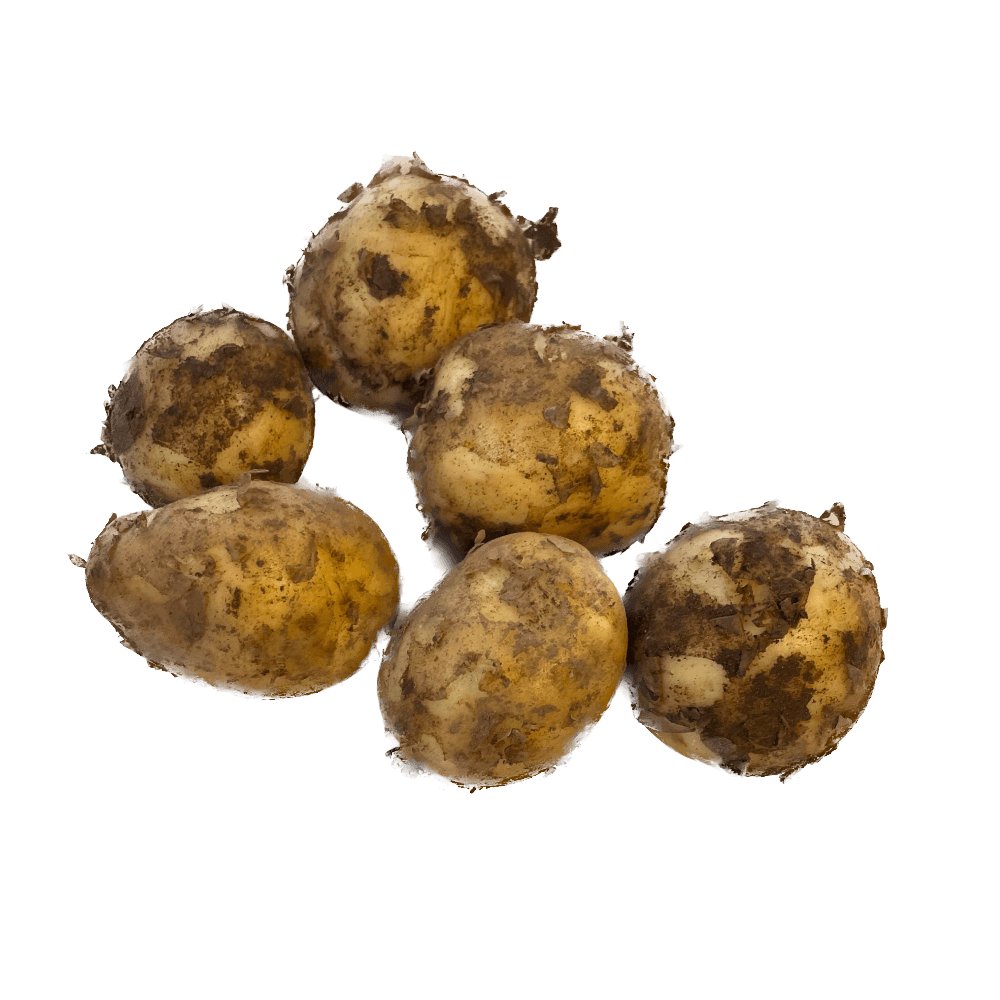 Potatis Maris Bard - 5kg KRAV