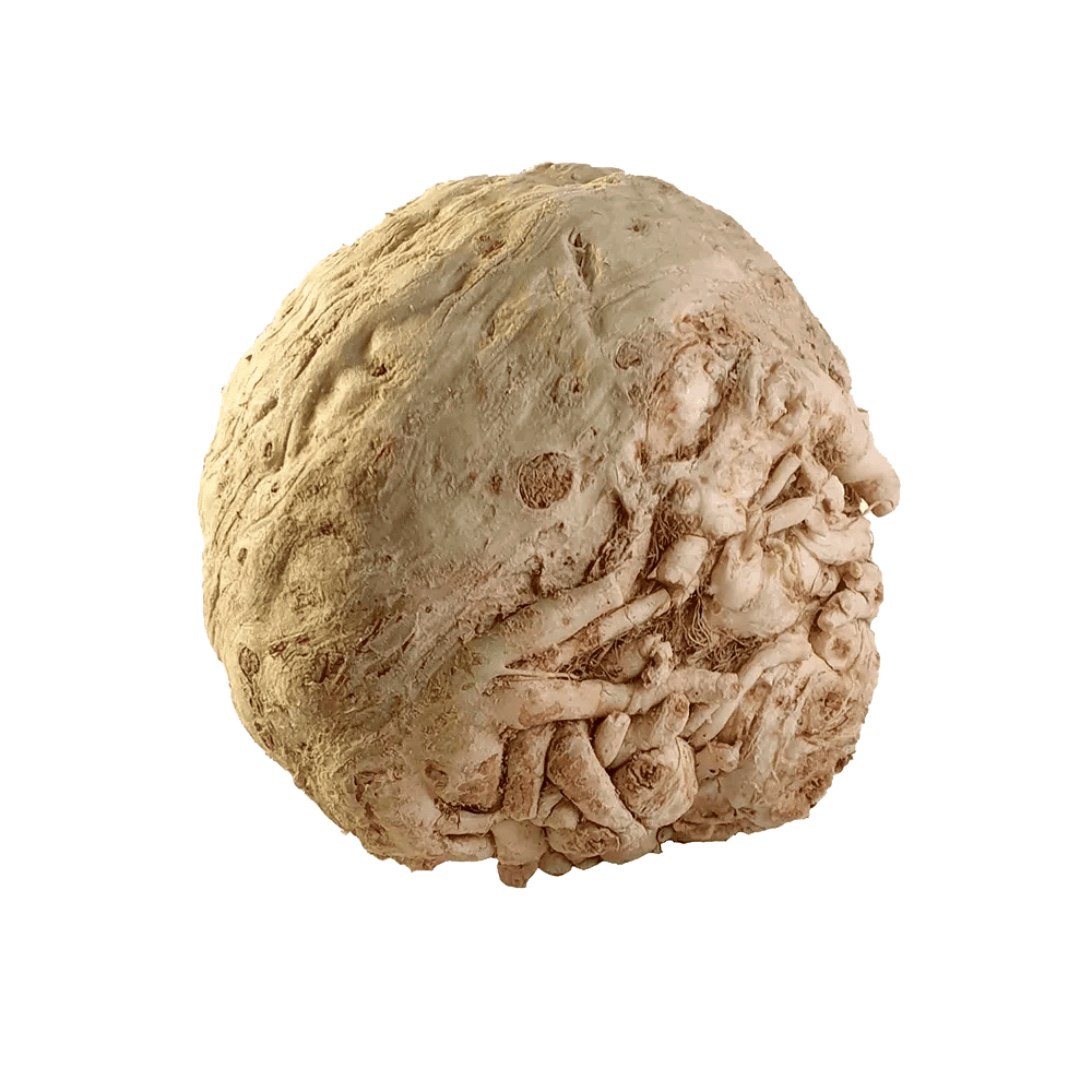 Rotselleri 1st - Mylla Wirahill