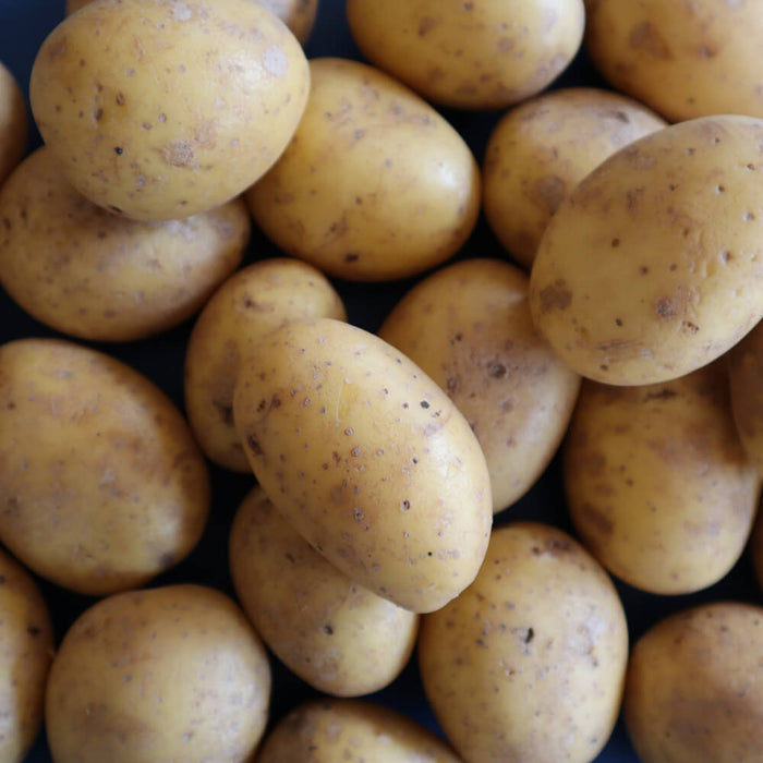Potatis Regina - fast 2kg
