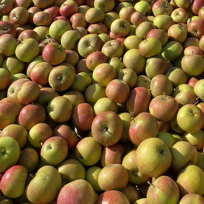 Äpple - Cox Orange 1kg