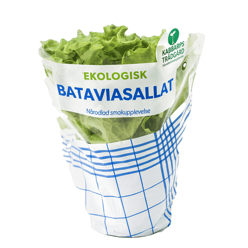 Bataviasallat Färsk 1 kruka - Mylla Kabbarps Trädgård